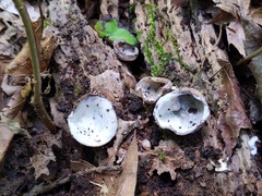 Hypomyces stephanomatis