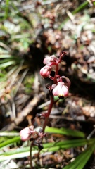 Pyrola aphylla