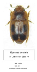 Epuraea ocularis