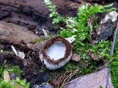 Hypomyces stephanomatis