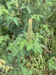 Crotalaria