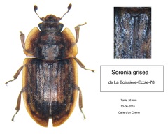 Soronia grisea