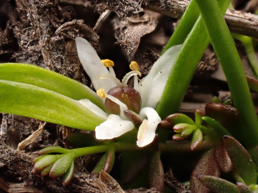 Wurmbea novae-zelandiae