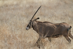 Oryx beisa callotis