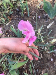 Lathyrus odoratus