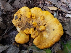 Cantharellus flavus