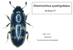 Glischrochilus quadriguttatus