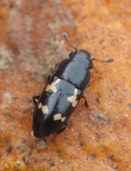 Glischrochilus quadriguttatus