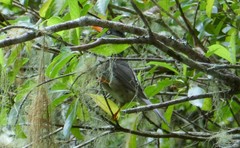 Hypsipetes borbonicus