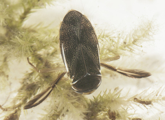 Corixa dentipes