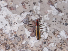 Polytoxus fuscovittatus