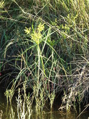 Cyperus pohlii