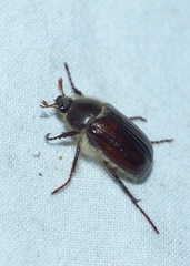 Amphimallon atrum