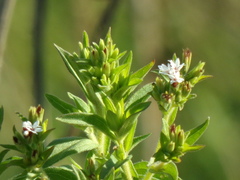 Stevia aristata