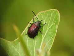 Freudeita cupripennis