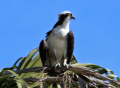 Pandion haliaetus