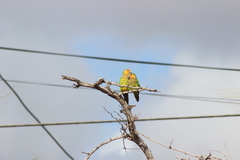 Eupsittula pertinax pertinax