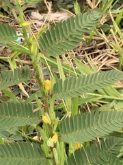 Chamaecrista nictitans