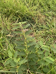 Chamaecrista nictitans