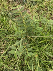 Chamaecrista nictitans