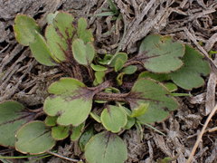 Ranunculus cheesemanii