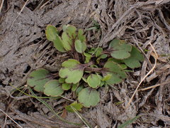 Ranunculus cheesemanii