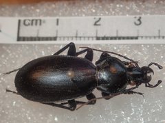 Carabus punctatus