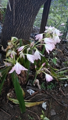 Crinum moorei