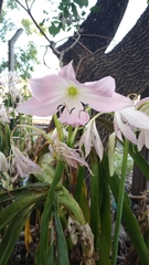 Crinum moorei