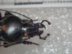 Carabus punctatus