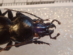 Carabus punctatus