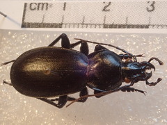 Carabus punctatus