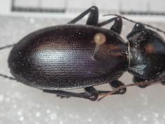 Carabus punctatus