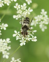 Leucozona laternaria