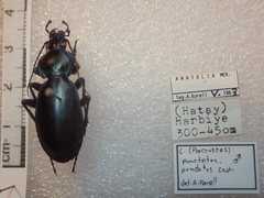 Carabus punctatus