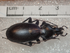 Carabus punctatus