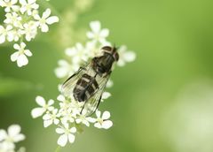 Leucozona laternaria