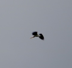 Elanus leucurus