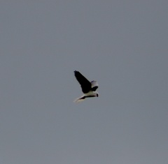 Elanus leucurus