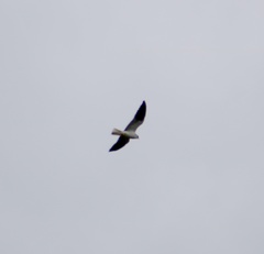 Elanus leucurus