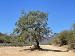 Havardia mexicana