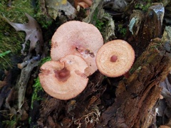 Lactarius oculatus