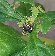 Chinavia erythrocnemis