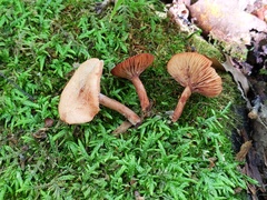 Lactarius oculatus