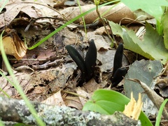 Geoglossum difforme