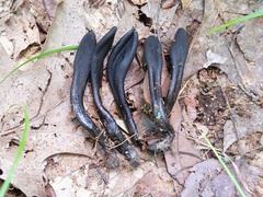 Geoglossum difforme