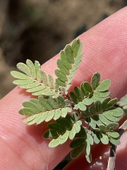 Havardia mexicana