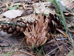 Clavaria rubicundula