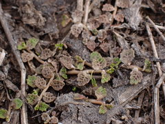 Lobelia perpusilla