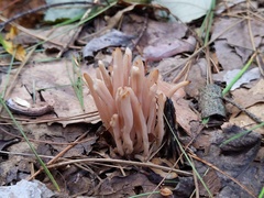 Clavaria rubicundula
